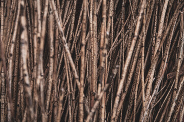 texture background of wood sticks