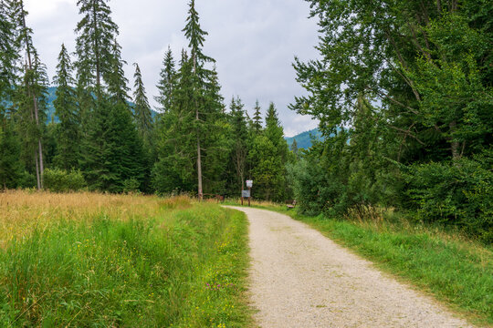 A path from the Fairies Garden, Borsec, Romania