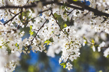 white cherry blossom in early spring time with blue sky in the background