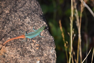 Gekko South Afrika 