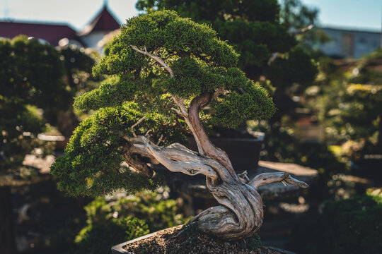 beautiful old bonsai in outdor.