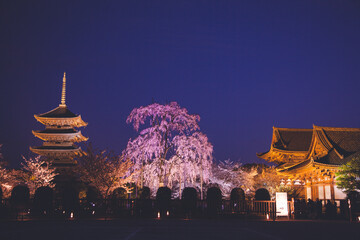桜ライトアップ, 京都, 日本