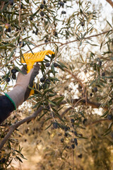 A person picks black olives from the olive branch with a yellow rake
