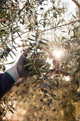 A person picks black olives from the olive branch