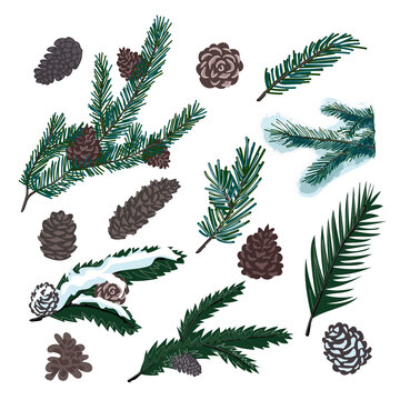 A set of Christmas tree cones and tree branches, of different types, sizes and shades. Isolated over white background. Stock vector illustration.