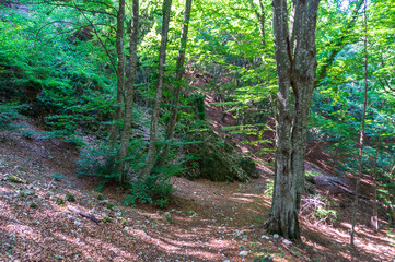 Sentiero che attraversa il bosco