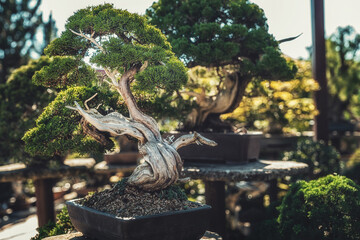 beautiful old bonsai in outdor.