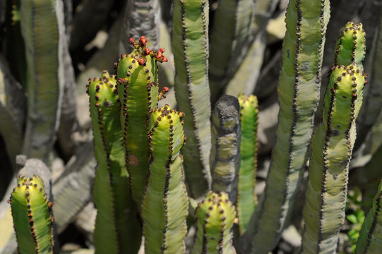 Endemic Canarian cacti shrub known as Euphorbia canariensis showing few minuscule red flowers, growing freely  around the rocky coast and thriving in the arid climate, Tenerife, Canary Islands, Spain