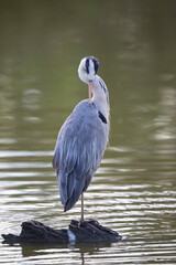 Héron cendré Ardea cinerea