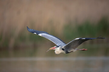 Héron cendré Ardea cinerea