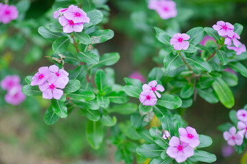 Madagascar periwinkle, Vinca, Old maid, Cayenne jasmine, Rose periwinkle have beautiful purple-pink flowers.
