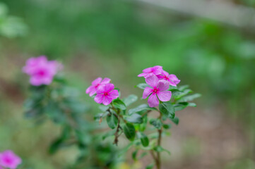 Madagascar periwinkle, Vinca, Old maid, Cayenne jasmine, Rose periwinkle have beautiful purple-pink flowers.