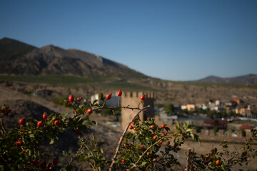 bush of berries on the background of the fortress