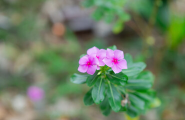 Madagascar periwinkle, Vinca, Old maid, Cayenne jasmine, Rose periwinkle have beautiful purple-pink flowers.