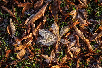 Brown frozen autumn chestnut leaves lying on the ground in the morning, covered with frost. Beautiful winter and autumn background.