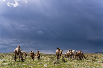 Fototapeta na wymiar Camels Herd in Mongolia