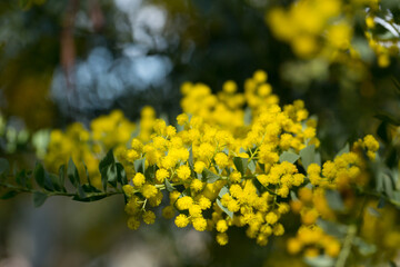 Australian acacia cultriformis bright yellow flowers. High quality photo