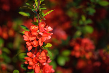 Natural floral background, blossoming of the chaenomeles red flowers in spring sunny garden. Macro image with copy space suitable for wallpaper, cover or greeting card