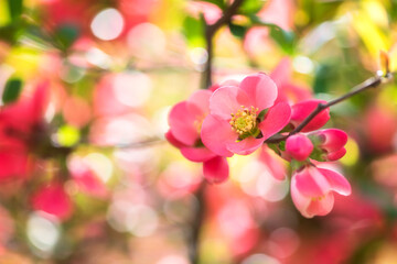 Natural floral background, blossoming of the chaenomeles red flowers in spring sunny garden. Macro image with copy space suitable for wallpaper, cover or greeting card