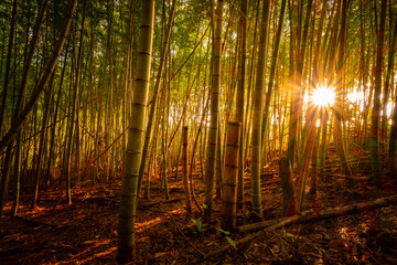【自然風景】太陽光が差し込む夕方の竹林の様子
