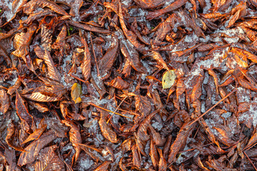 Autumn leaves of chestnut lying on the ground covered with the first melting snow. Autumn or winter texture