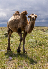 Funny Camel in Mongolia