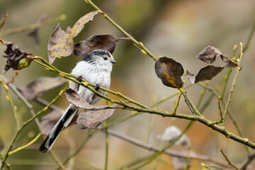 Obraz premium Aegithalos caudatus, also known as long tailed tit