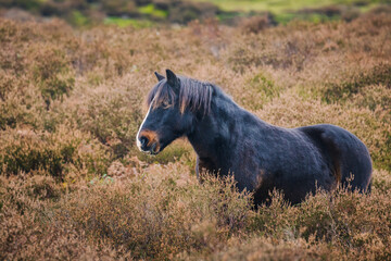 Wild pony roaming free in the meadows