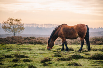 Wild pony eating grass at the sunrise