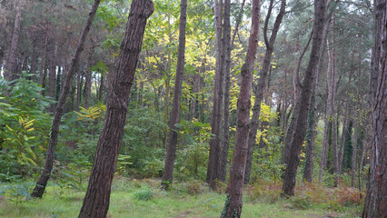 Forest and park scenes from İstanbul