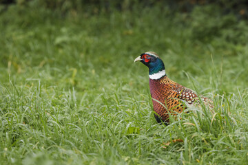 Phasianus colchicus (Pheasant) roaming on wet grass