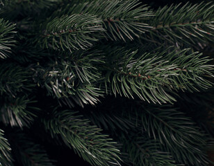 Background of spruce branches. Texture and background.