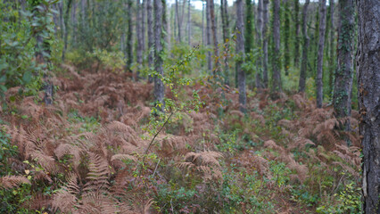 Forest and park scenes from İstanbul