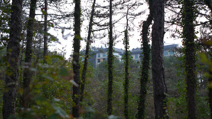 Forest and park scenes from İstanbul