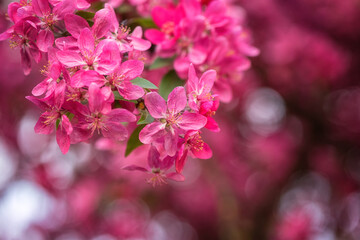 Natural floral background, blossoming of decorative apple tree pink flowers in spring garden. Macro image with copy space suitable for wallpaper, cover or greeting card