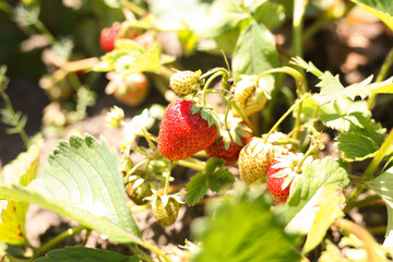 Ripe strawberries in a bucket on the lawn