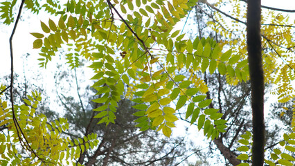 Forest and park scenes from İstanbul