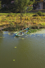 Dense coastal algae in the riverbed - untouched nature in the lake in the reserve
