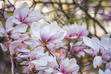 Obraz premium Natural floral background, blossoming of magnolia with beautiful light pink flowers in spring garden. Macro image with copy space suitable for wallpaper, cover or greeting card