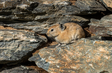 Pika Stones Steppe Rodent Mongolia