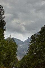 Tree crowns against the sky. Mountain landscape. forest tree