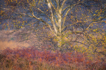 Birch in beautiful autumn colors of yellow and gold against a nice cool background of forests, and in the foreground red brown ferns.
The Kampina is a large nature reserve near Boxtel in North Brabant