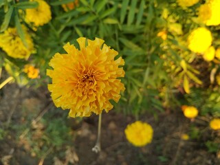 Marigold flower