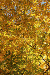 Treetop with colorful leaves
