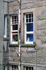 Rear Windows of Old Stone Tenement Buildings  with Sitting Cat 