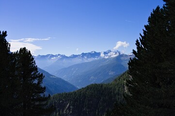 An alpine panorama with mountains and clouds seen from a coniferous forest on a sunny summer day (Alps, Trentino, Italy, Europe)