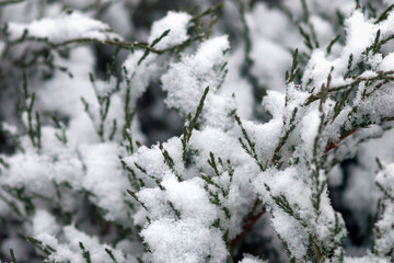 juniper bush in winter garden covered with snow