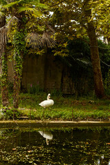 White Swan stands by the lake against the background of palm trees