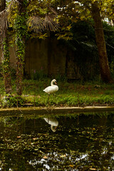 White Swan stands by the lake against the background of palm trees
