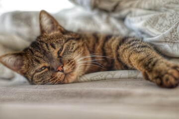 Lazy Whisker cat on the bed, looking into camera, closeup